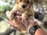 Vonalpet Garanti̇si̇yle Mükemmel Kali̇tede Poodle Yavrularimiz