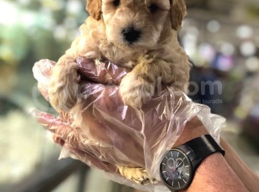 Vonalpet Garanti̇si̇yle Mükemmel Kali̇tede Poodle Yavrularimiz görsel