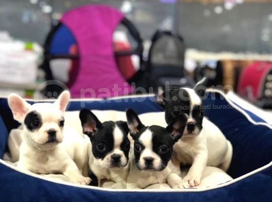 Mükemmel Kali̇tede French Bulldog görsel