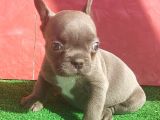 Micro Yapıda Erkek French Bulldog Blue Yavrumuz