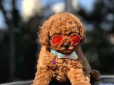 SAFKAN RED TOY POODLE YAVRULAR