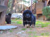 Orjinal Tibet Mastiff Erkek Yavrular
