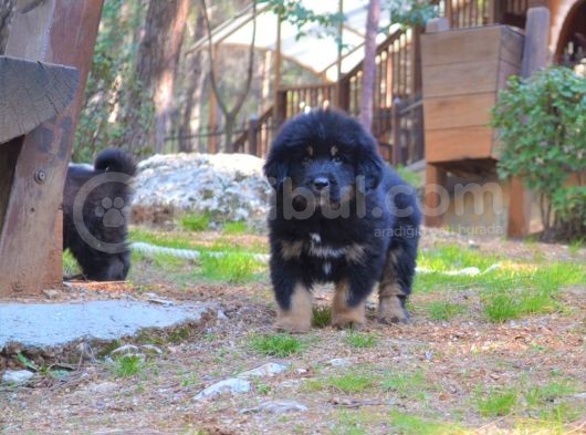 Orjinal Tibet Mastiff Erkek Yavrular görsel