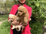 Maltipoo Yavrularım Sağlık Ve Irk Garantilidir