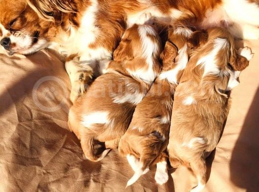 Cavalier Yavrularım Sağlık Ve Irk Garantilidir görsel