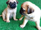 Muhteşem Güzellikte Basık Burun Gül Kuyruk Pug Yavrular