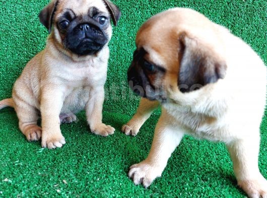 Muhteşem Güzellikte Basık Burun Gül Kuyruk Pug Yavrular görsel