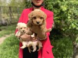 Maltipoo Yavrularım Sağlık Ve Irk Garantilidir
