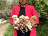 Maltipoo Yavrularım Sağlık Ve Irk Garantilidir