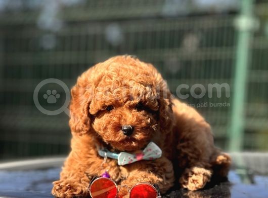 Safkan Red Toy Poodle Yavrular görsel