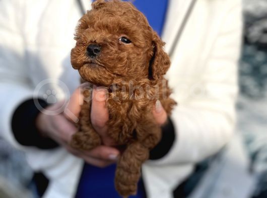 Toy Poddle Kg Gsrantili Yav Sağlık Ve Irk Garantili görsel