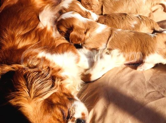 Cavalier Yavrularım Sağlık Ve Irk Garantilidir görsel