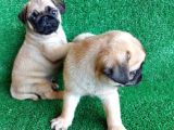 Muhteşem Güzellikte Basık Burun Gül Kuyruk Pug Yavrular