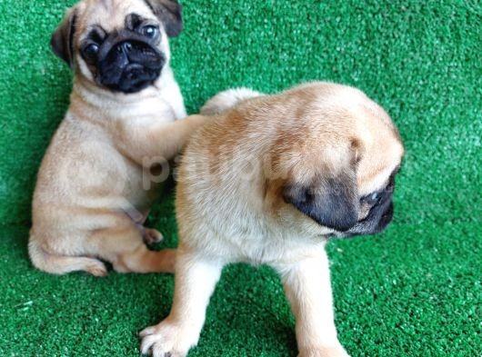 Muhteşem Güzellikte Basık Burun Gül Kuyruk Pug Yavrular görsel