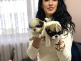 Shıhtzu Yavrularım Sağlık Ve Irk Garantili