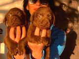 Labrador çikolta uavrularım sağlık ve ırk garantili