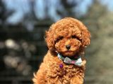 Safkan Red Toy Poodle Yavrular