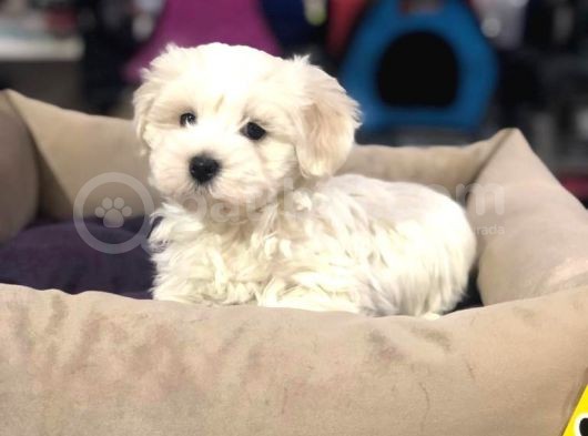 Muhteşem Maltese Terri̇er Yavrulari  Vonalp Pet Garanti̇si̇yle