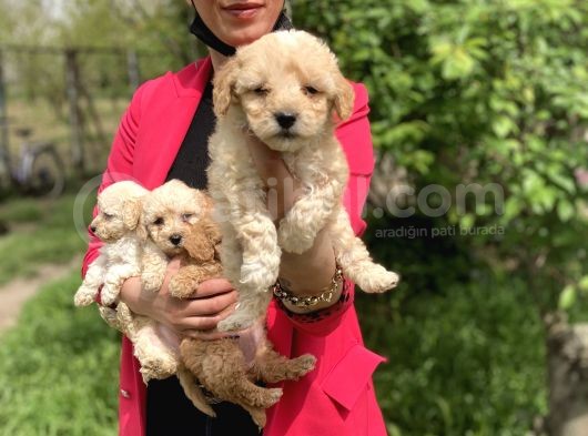 Maltipoo Yavrularım Sağlık Ve Irk Garantilidir görsel