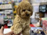 Bebek Suratli Toy Poodle Yavrularimiz