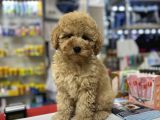 BEBEK SURATLI TOY POODLE YAVRULARIMIZ