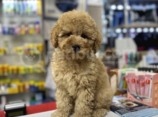 Bebek Suratli Toy Poodle Yavrularimiz