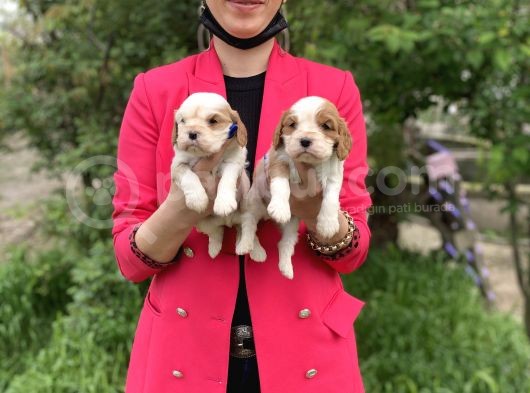 Cavalier Yavrularım Sağlık Ve Irk Garantilidir