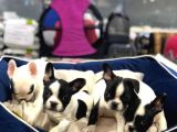 MÜKEMMEL KALİTEDE FRENCH BULLDOG