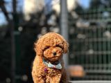 Safkan Red Toy Poodle Yavrular