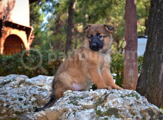 Şov Kaite Belçika Kurdu Yavrusu (Dişi) görsel