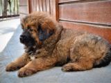 Orjinal Tibet Mastiff Erkek Yavrular