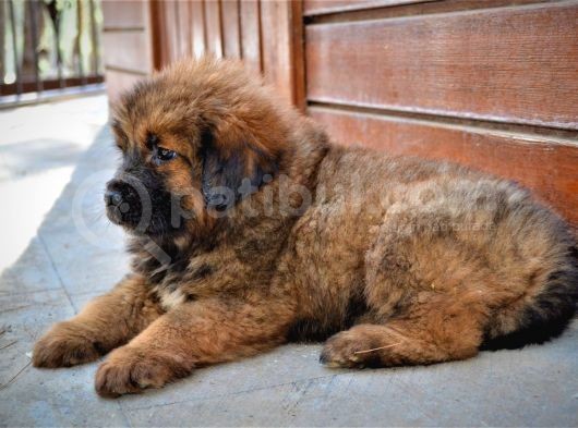 Orjinal Tibet Mastiff Erkek Yavrular