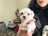 Maltese yavrularım ev üretimi sağlık ve ırk harantili