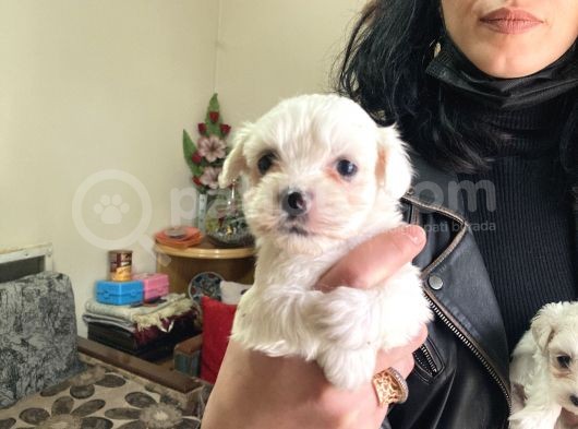 Maltese Yavrularım Ev Üretimi Sağlık Ve Irk Harantili