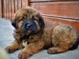 Orjinal Tibet Mastiff Erkek Yavrular