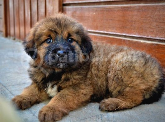 Orjinal Tibet Mastiff Erkek Yavrular görsel