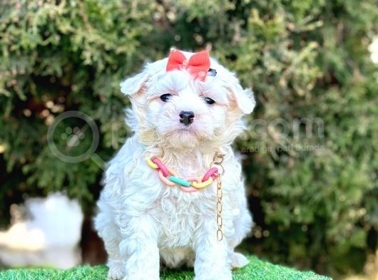 Mini Maltese Sevimli Bebekler görsel