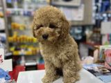 Bebek Suratli Toy Poodle Yavrularimiz