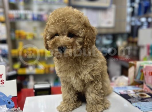 Bebek Suratli Toy Poodle Yavrularimiz görsel