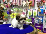 VONALPET GARANTİSİYLE MÜKEMMEL KALİTEDE SHİH TZU  YAVRULARIMIZ