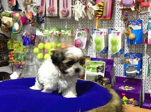 Vonalpet Garanti̇si̇yle Mükemmel Kali̇tede Shi̇h Tzu  Yavrularimiz