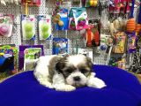 Vonalpet Garanti̇si̇yle Mükemmel Kali̇tede Shi̇h Tzu  Yavrularimiz