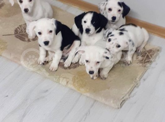 Tatlış Jack Russell Bebekler görsel