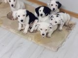 Tatlış Jack Russell bebekler