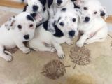 Tatlış Jack Russell bebekler