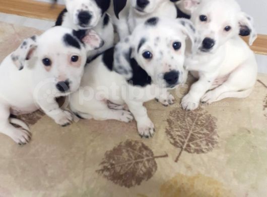 Tatlış Jack Russell Bebekler görsel