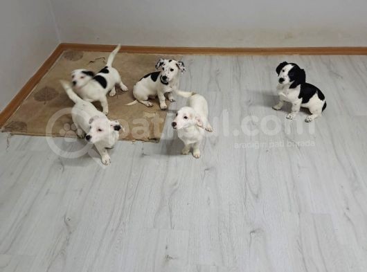 Tatlış Jack Russell Bebekler görsel