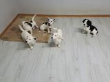 Tatlış Jack Russell Bebekler