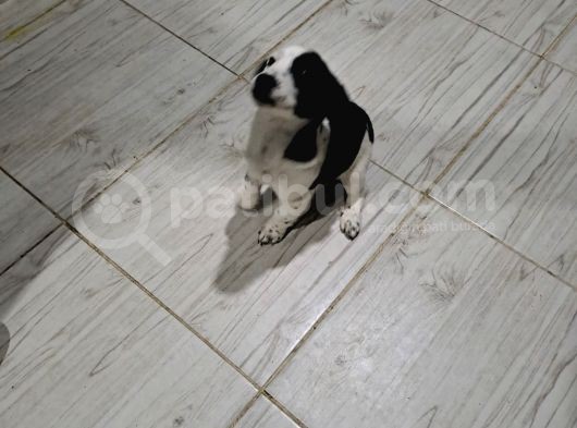 Tatlış Jack Russell Bebekler görsel