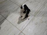 Tatlış Jack Russell Bebekler